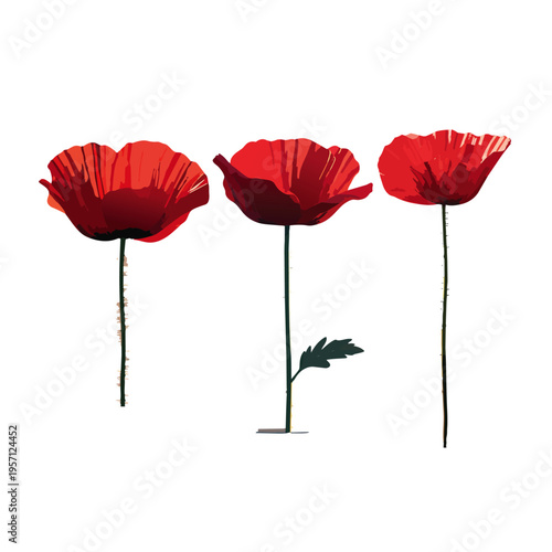 Floral Illustration Of Three Red Poppy