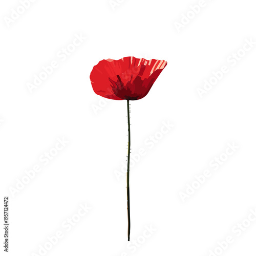 Red Poppy Flower Illustration Isolated On White Background