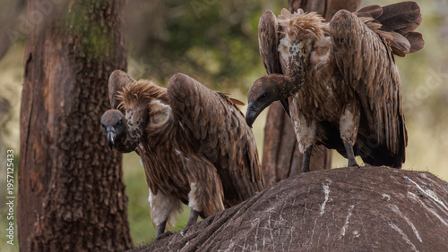 View of two vultures with ruffled brown and white feathers perch atop a grey rock, amidst the blurred greens and browns of the savanna, Kruger National Park, South Africa.