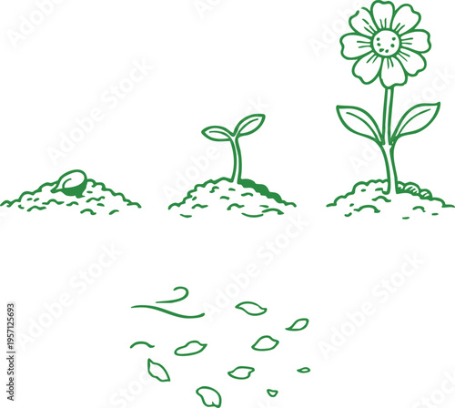 Flower Life Cycle Scenes