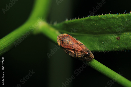 Bild auf Leinwand glassy winged sharpshooter insect macro photography