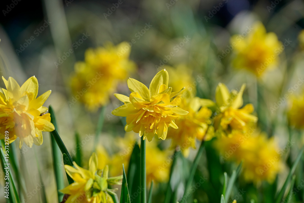 Obraz premium many flowers of the yellow daffodil Tete Bouclé