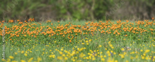 Panoramic view of a blooming alpine meadow, bright orange flowers, trollius asiaticus, selective focus