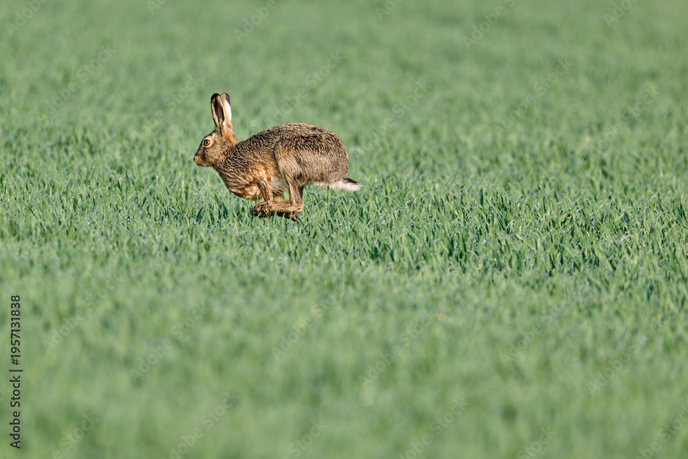 Naklejka premium hare running in a grainfield