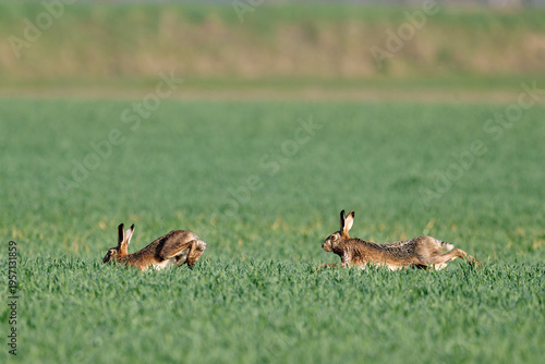 Vászonkép hare running in a grainfield