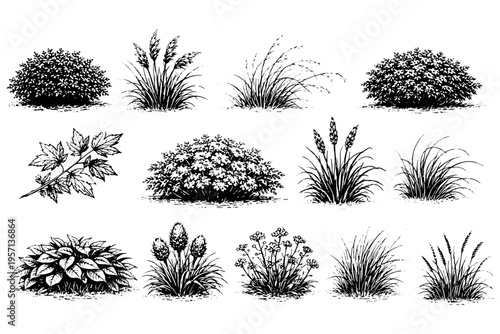 Decorative Botanical Elements Grass and Bush Line Drawing Set
