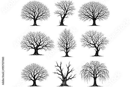 Hand Drawn Tree Silhouettes Vector Set – Detailed Botanical Line Art Collection