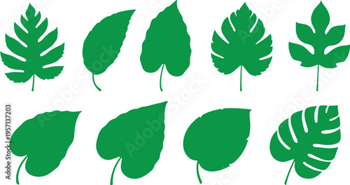 High Detail Botanical Leaves Vector Set Realistic Natural Leaf Collection
