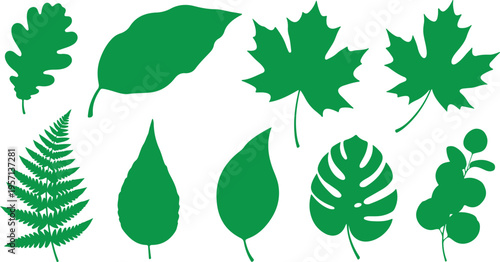 Detailed Realistic Leaf Vector Set Smooth Curves Botanical Illustration