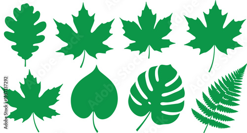 Realistic Botanical Leaf Vector Set with Detailed Natural Foliage Illustration