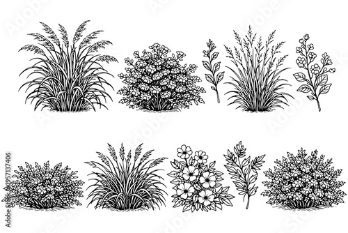 Minimalist Plant Line Art – Wild Grass Vector Collection