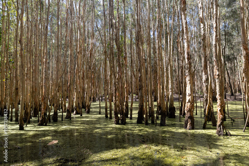 Flooded eucalyptus forest wetland with reflections Australia