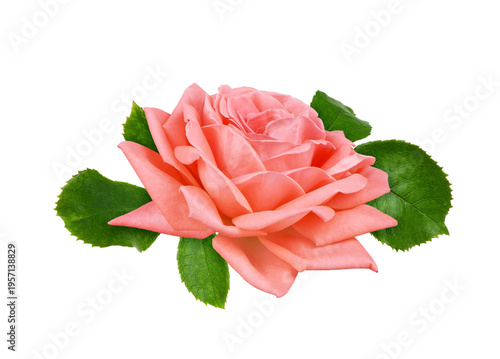 Beautiful coral rose flower...
