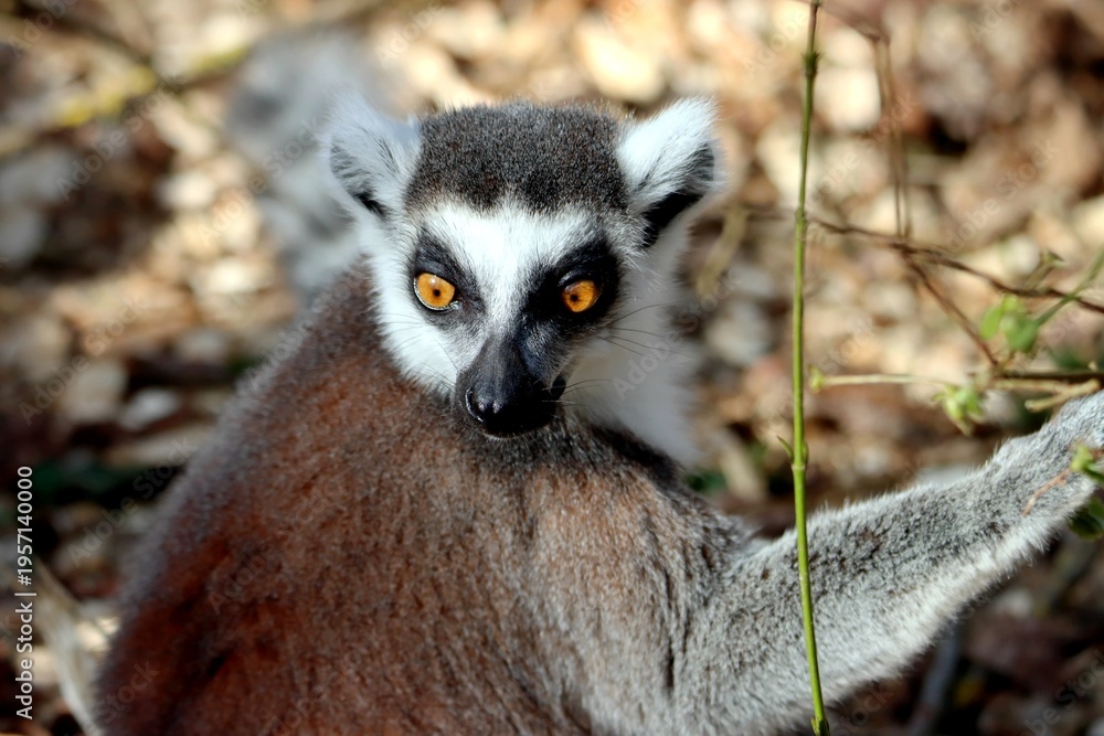Fototapeta premium lémurien