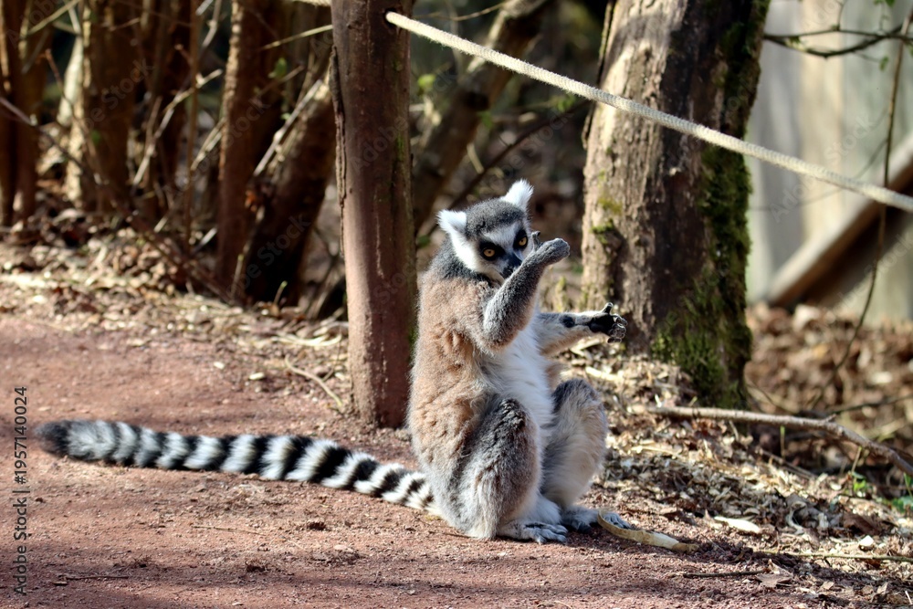 Fototapeta premium lémurien