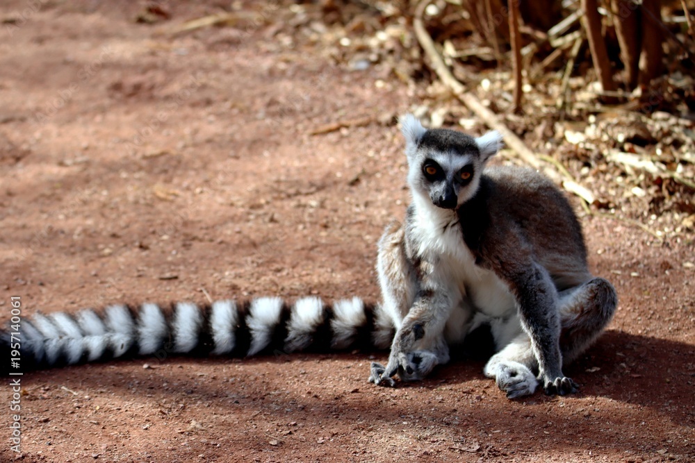Fototapeta premium lémurien