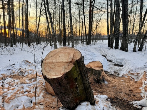 Photography illegal logging in a forest park in Russia in the spring
