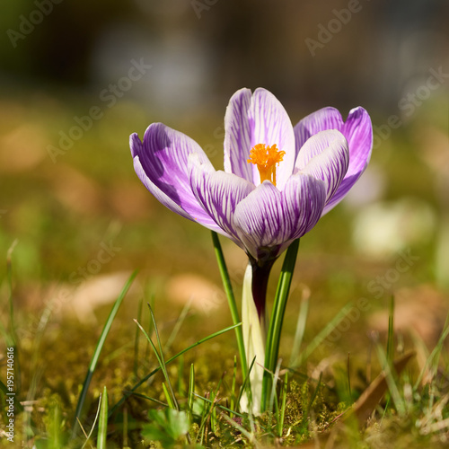 Krokusse, Crocus, Frühblüher, Makro