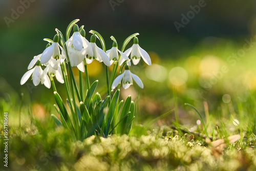 Schneeglöckchen, Galanthus
