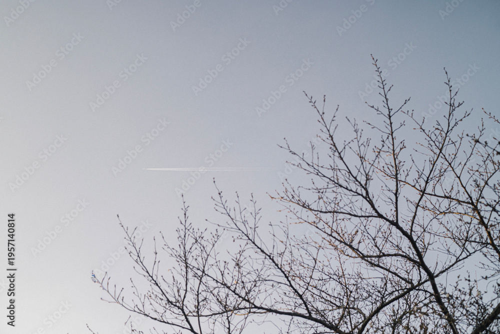 Obraz premium 桜と空