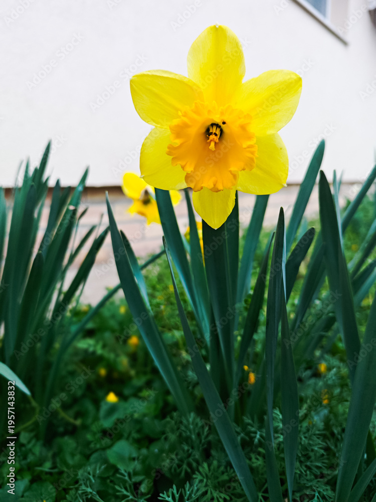 Obraz premium Yellow daffodil in spring garden close-up