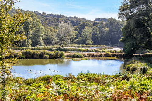 Vue sur un étang entouré d'arbres et végétation verdoyante