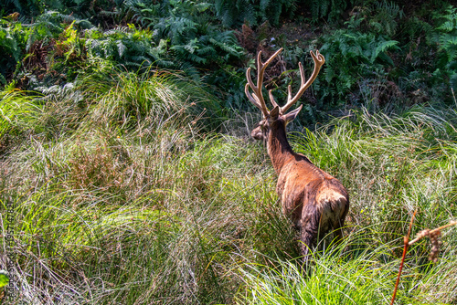 Cerf  dans les hautes herbes