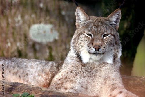 lynx