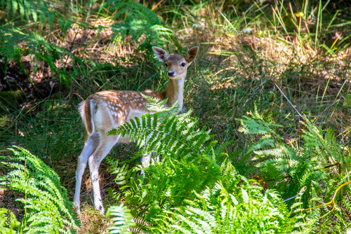Daim femelle, daine, de dos dans la forêt
