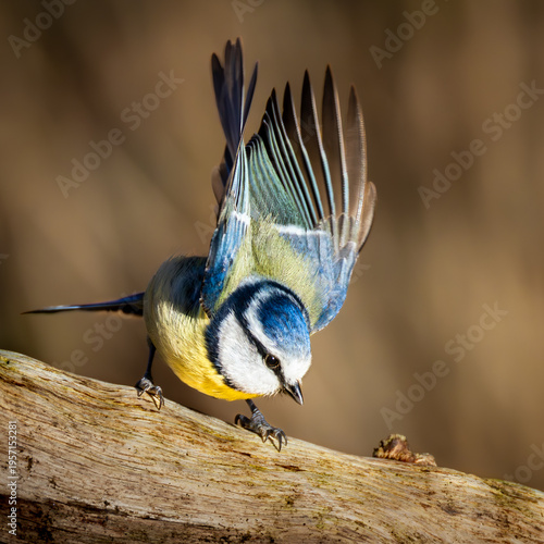Eurasian Blue Tit with Extended Wings
