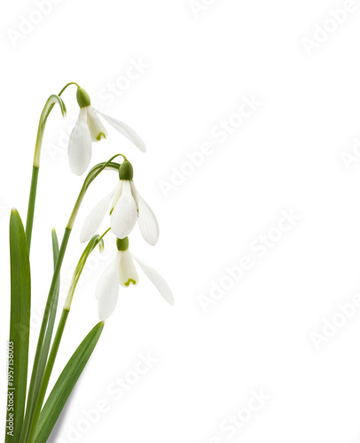 Snowdrop flowers and green ...