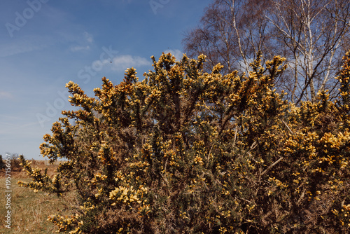 Gorse bush with yellow flowers under blue sky in West Sussex England