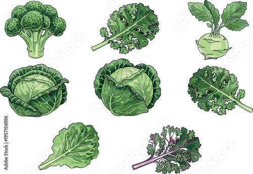 Hand drawn vector set of green leafy vegetables including broccoli cabbage kale lettuce and kohlrabi, fresh organic farm produce collection isolated on light background