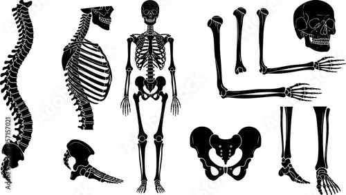 Human skeleton anatomy vector set featuring skull spine ribcage pelvis arm and leg bones isolated in black silhouette medical educational illustration collection on white background