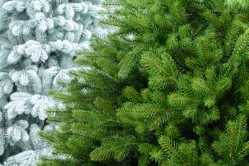 close-up of bright green spruce branches with frosted needles.  fresh, detailed texture showcases the natural growth of the forest. holidays and outdoor recreation. Textured Christmas background