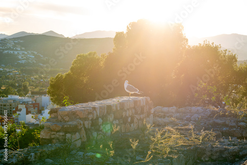 Seagull on Stone Wall in Bright Backlight