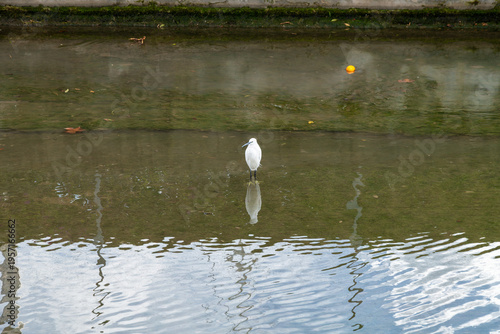 White Egret Standing in Shallow Canal with Reflection
