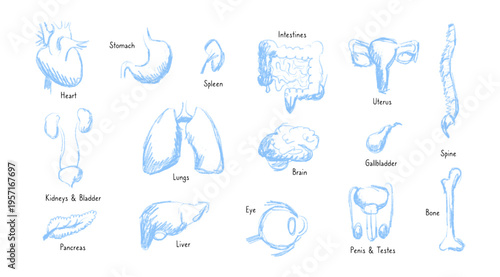 Internal Organs Sketch