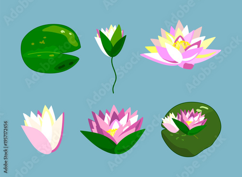 Vector set of water lily: lotus flowers, water lilies, plants for pond. Cute water garden elements