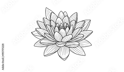 Hand drawn lotus flower outline vector elegant water lily line art for coloring pages decor and floral design isolated on white