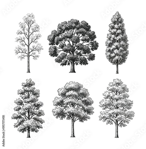 Vector of six different types of trees displayed in a minimalist style with symmetrical designs.
