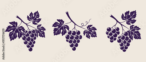 Grape bunch illustration, vineyard harvest theme, wine making icons, organic fruit sketches, winery logo elements, hand drawn vine, nature and food art.