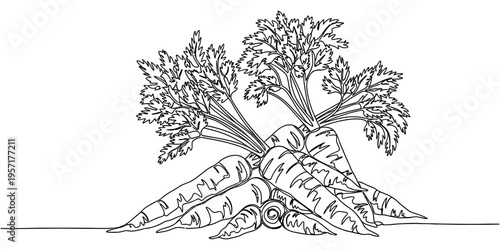 One Line Drawing of Fresh Carrots with Green Leafy Tops
