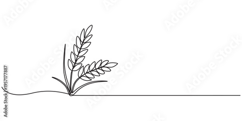 Ears of  wheat  one continuous line drawing .Fall harvest line art. Vector  one line of spikelet . Thanksgiving symbol. Grain, One continuous line. Spikelet of wheat. Spikelet of a cereal plant. Flat.