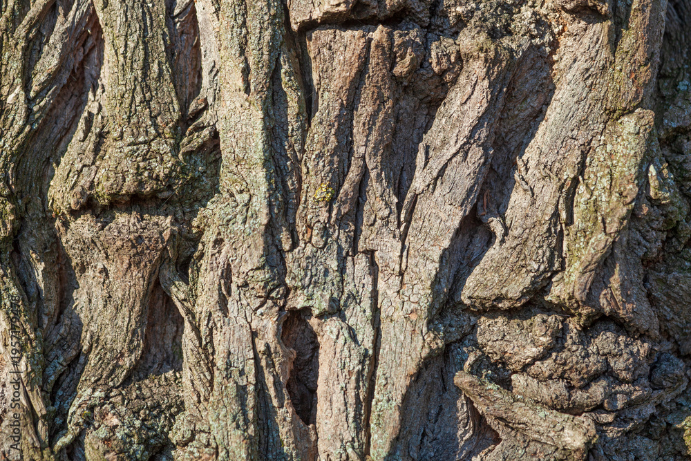 Obraz premium Baumrinde, Borke mit Schatten, Holztextur, Hintergrund, Deutschland