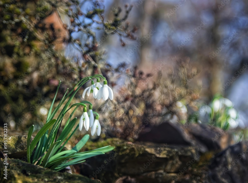 Obraz premium Spring snowdrops blooming on a stone wall