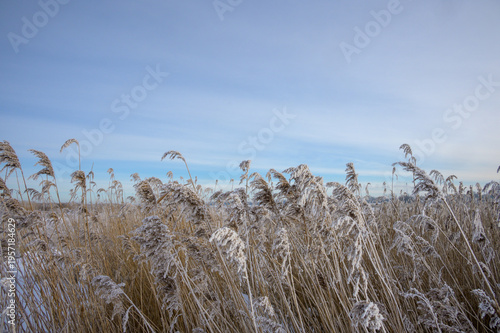 Schilfgras Im Winter