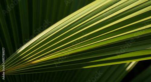 Close-up of a fan palm leaf with green fronds and yellow accents, radiating in structured pattern, symbolizing tropical nature, growth and tranquility