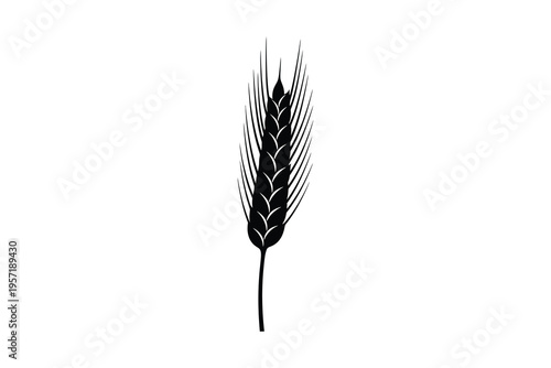Detailed illustration of a single wheat stalk with grains isolated for design purposes