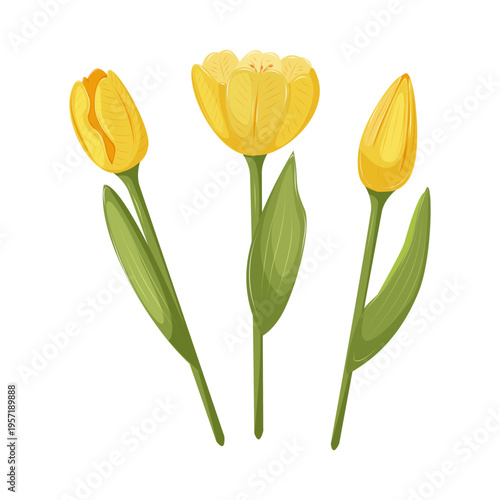 Yellow tulips isolated on a white background. Three spring flowers with blossoming buds and leaves. Hand drawn vector illustration.